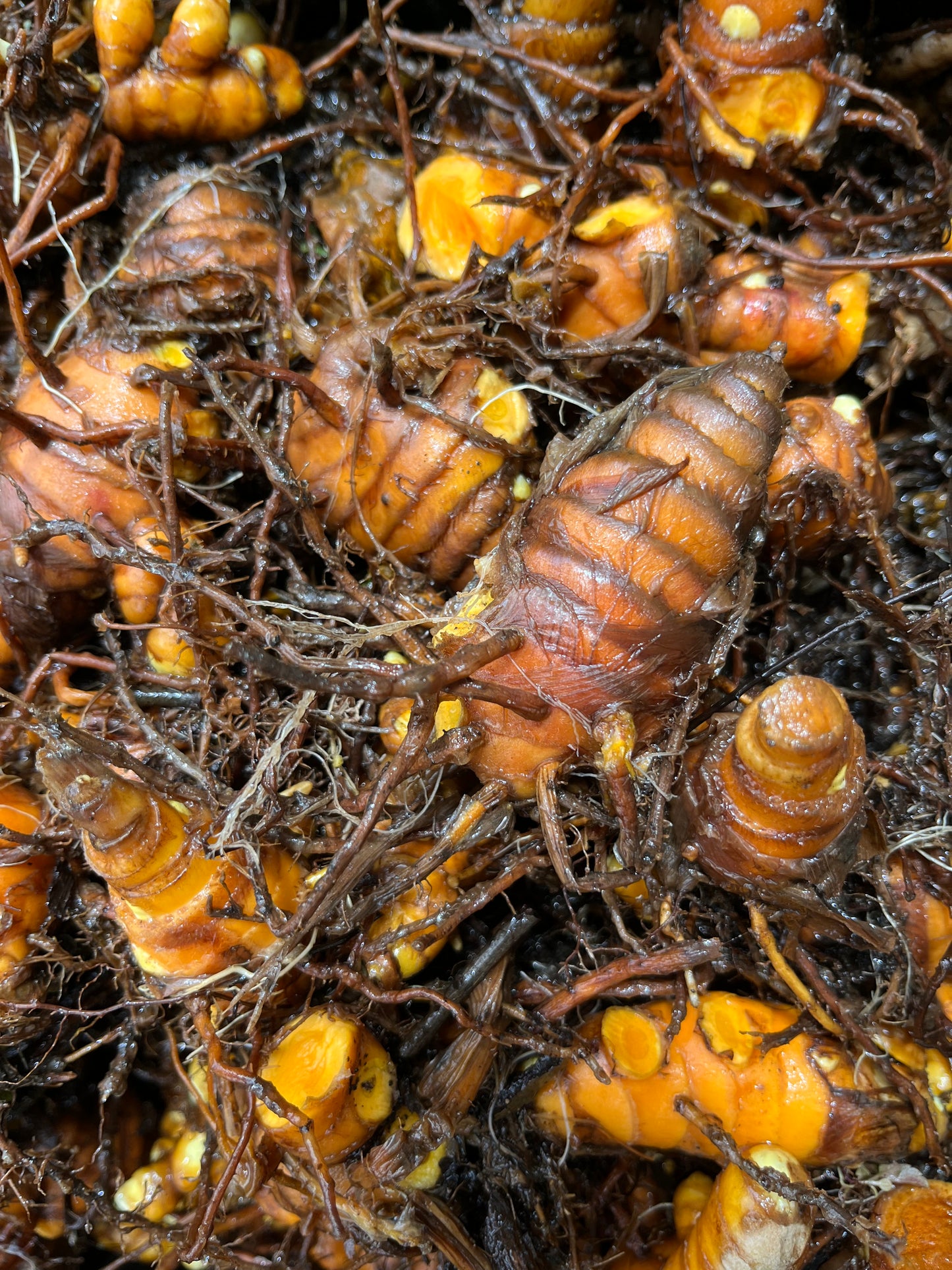 Turmeric Mama (starter plant)