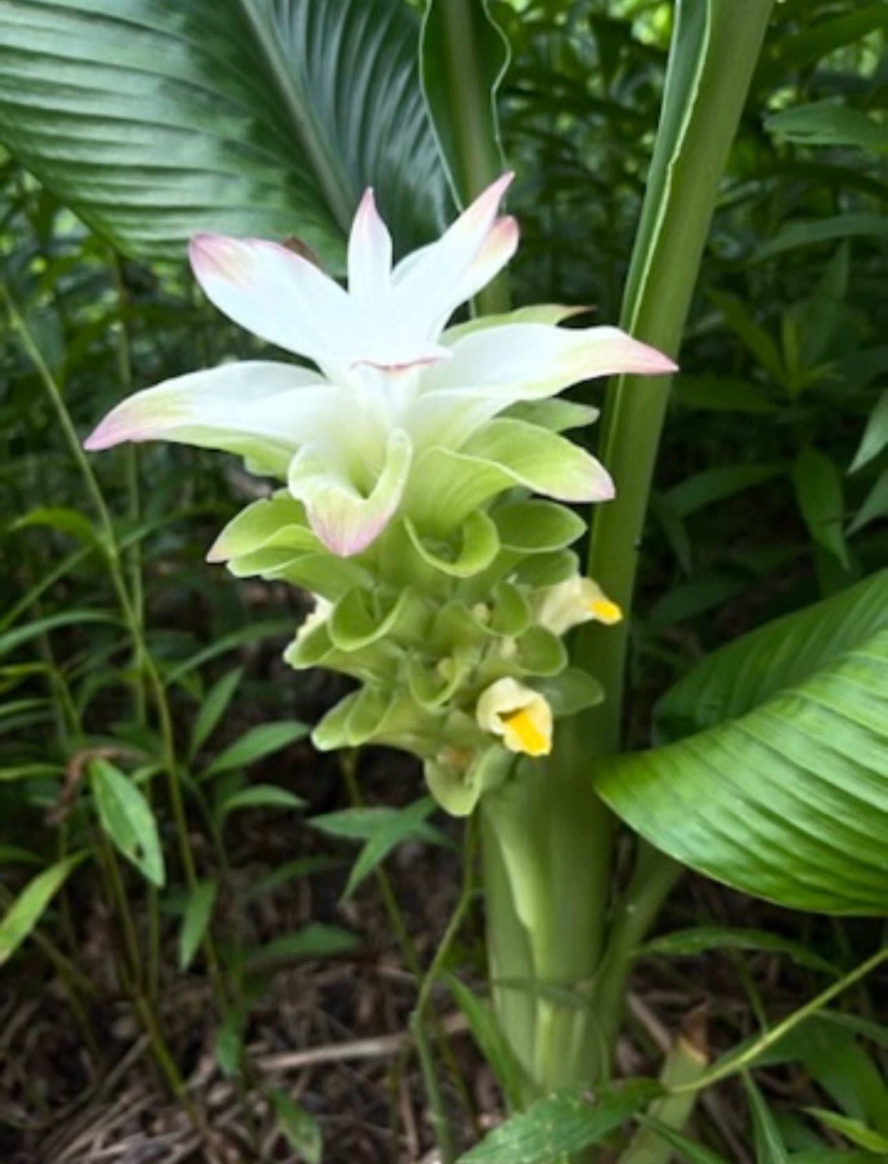 Turmeric Mama (starter plant)
