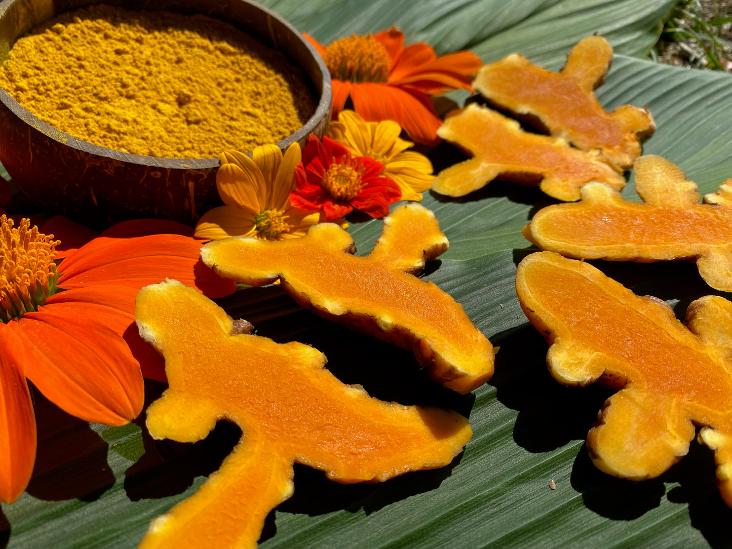 Freshly Harvested Golden Turmeric Root