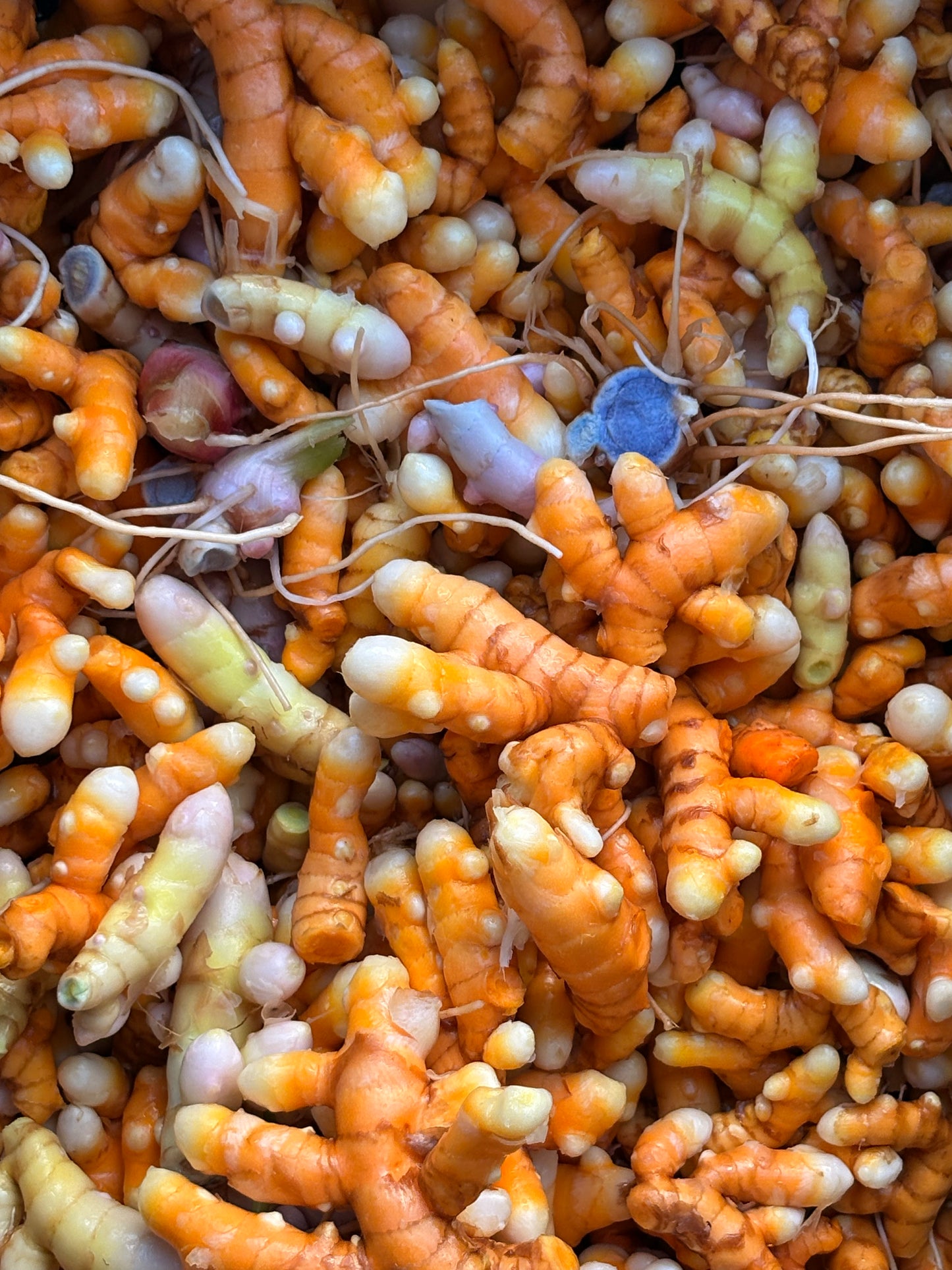 An Evening at Golden Garden - An Immersive Farm to Table Dinner Experience