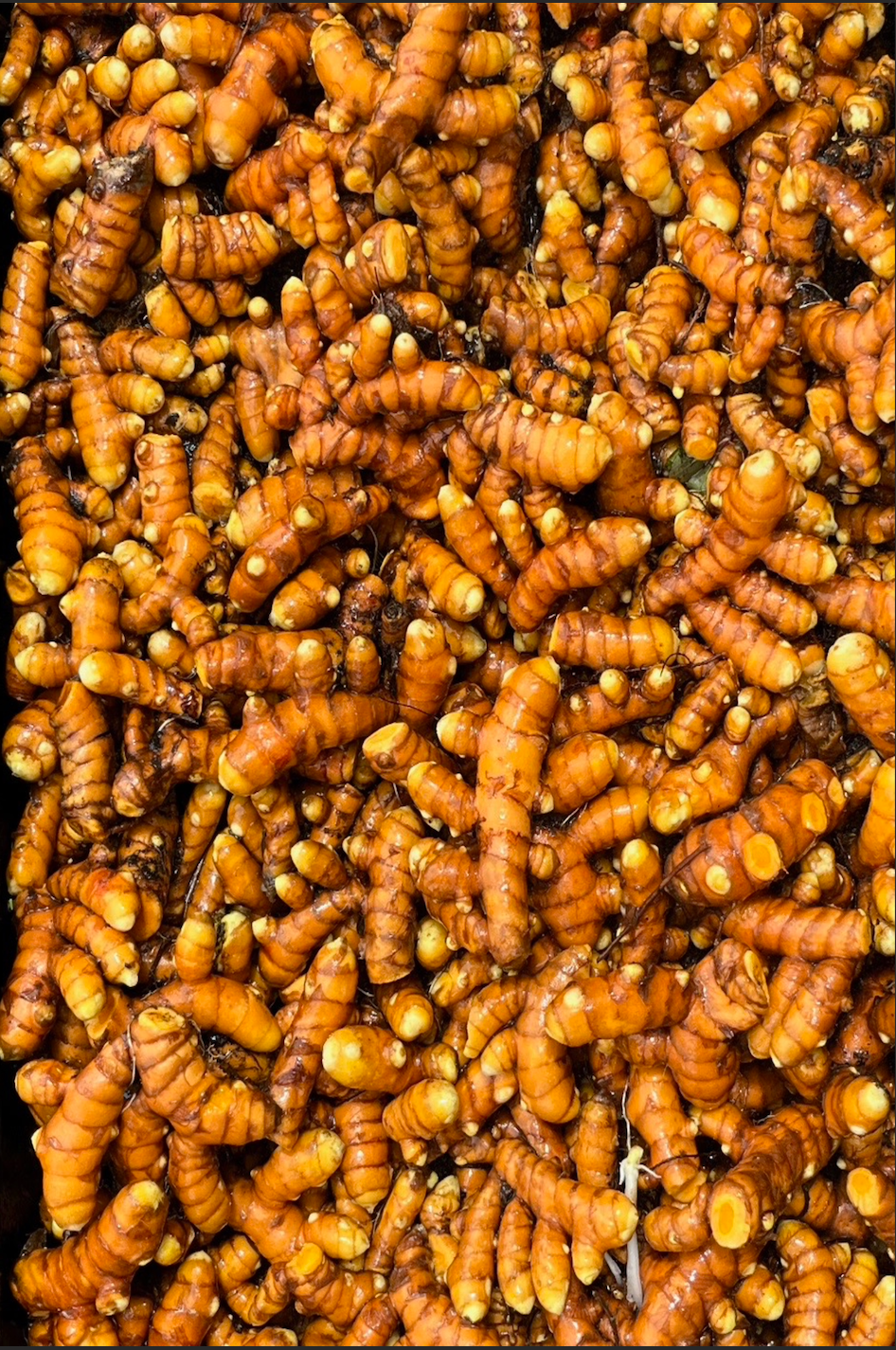Freshly Harvested Golden Turmeric Root