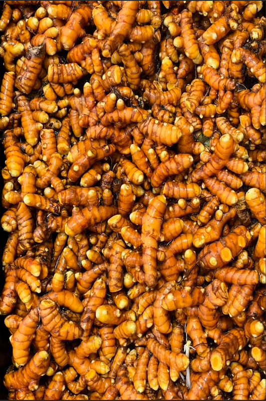 Freshly Harvested Golden Turmeric Root