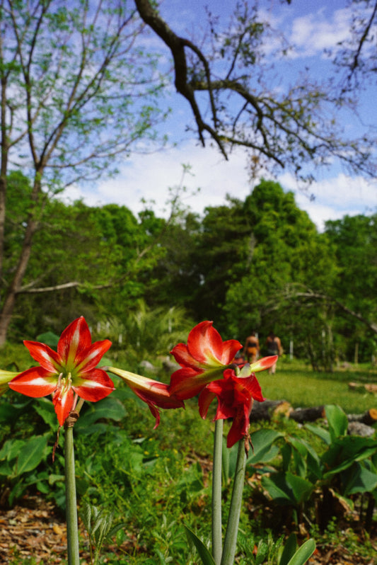 Spring Farm to Table Experience at Golden Garden   May 2, 2026