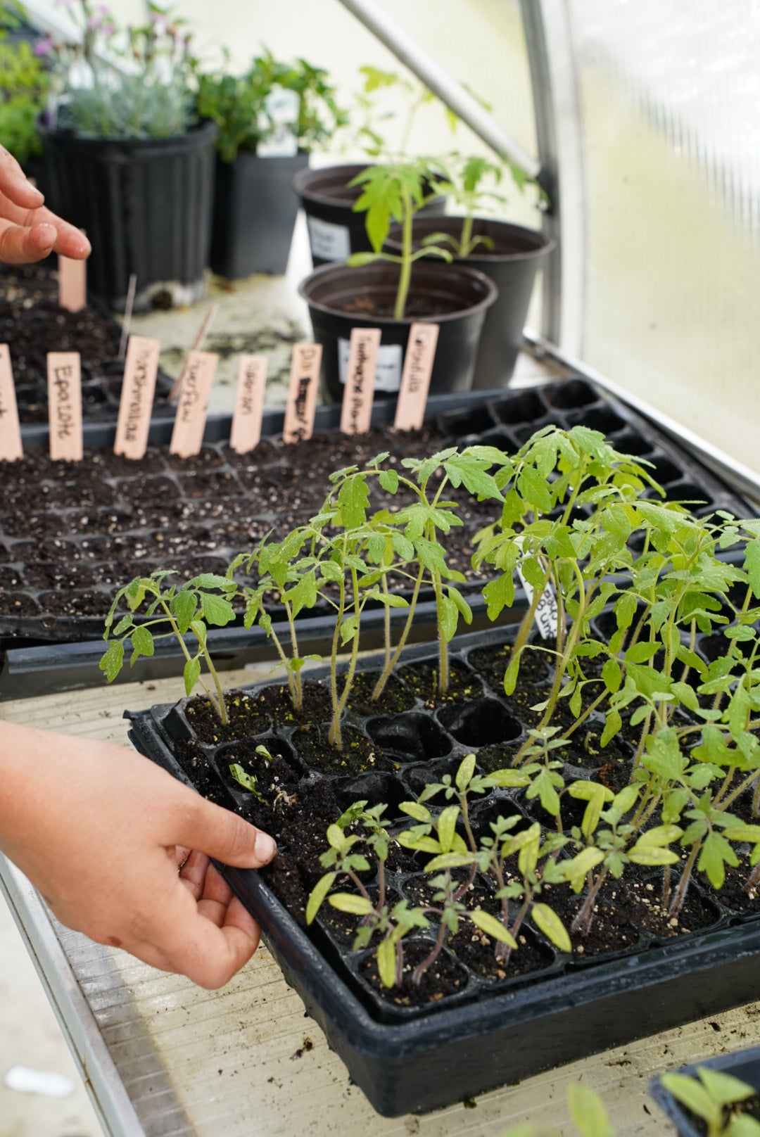 Spring Farm to Table Experience at Golden Garden   May 2, 2026