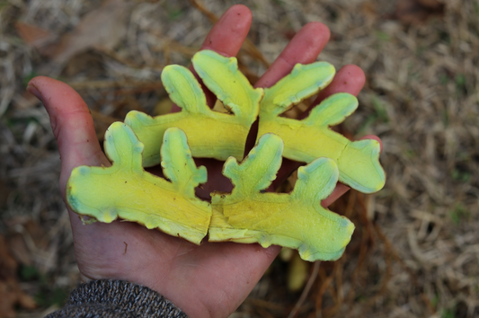 1 lb Green Turmeric Root